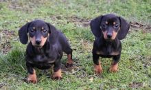 Dachshund puppies ready to go. Image eClassifieds4U