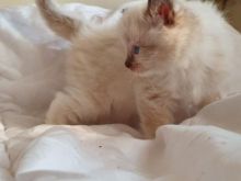 Male/Female Ragdoll Kittens For Sale Due To Developing Allergy 250 for both or 300 singly Image eClassifieds4u 2