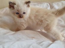 Male/Female Ragdoll Kittens For Sale Due To Developing Allergy 250 for both or 300 singly Image eClassifieds4u 3