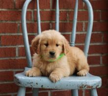 Male and female Golden Retriever puppies. Image eClassifieds4u 2