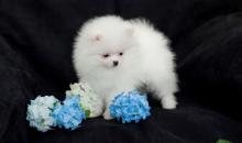 Pomeranian puppies Image eClassifieds4u 3