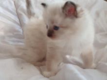 Ragdoll kittens 3 females 2 mitted tortoiseshell 1 colour point Image eClassifieds4u 2