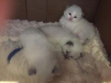 Ragdoll kittens 3 females 2 mitted tortoiseshell 1 colour point Image eClassifieds4u 4