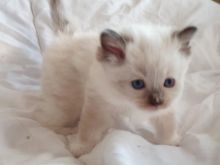 Ready go to new home Easter Time🐣🐥🐰😻Gorgrous Blue Ragdoll kittens the best Easter Image eClassifieds4u 4