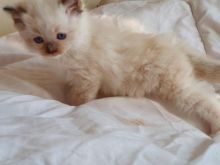 Ready go to new home Easter Time🐣🐥🐰😻Gorgrous Blue Ragdoll kittens the best Easter Image eClassifieds4u 2