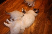 Ready go to new home Easter Time🐣🐥🐰😻Gorgrous Blue Ragdoll kittens the best Easter Image eClassifieds4u 1