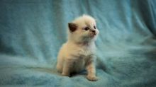 Ready go to new home Easter Time🐣🐥🐰😻Gorgrous Blue Ragdoll kittens the best Easter Image eClassifieds4u 2