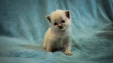 Ready go to new home Easter Time🐣🐥🐰😻Gorgrous Blue Ragdoll kittens the best Easter Image eClassifieds4u 3