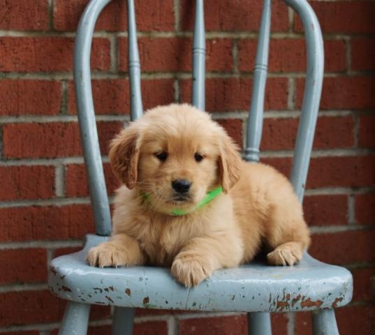 Male and female Golden Retriever puppies. Image eClassifieds4u