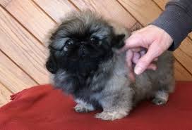 Pekingese puppies Image eClassifieds4u