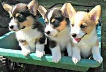 Pembroke Welsh Corgi puppies Image eClassifieds4u