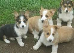 Pembroke Welsh Corgi Puppies raised with love, Image eClassifieds4u