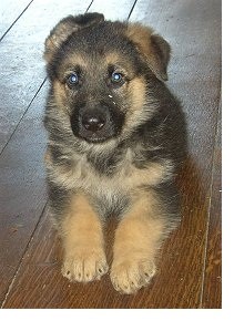 Potty Trained German Shepard Puppies Ckc Registered For Adoption. Image eClassifieds4u