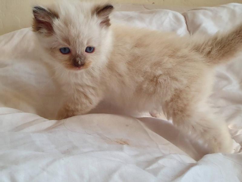 Ragdoll kittens 3 females 2 mitted tortoiseshell 1 colour point Image eClassifieds4u