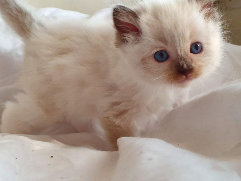 Ready go to new home Easter Time🐣🐥🐰😻Gorgrous Blue Ragdoll kittens the best Easter Image eClassifieds4u