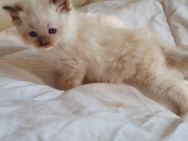 Ready go to new home Easter Time🐣🐥🐰😻Gorgrous Blue Ragdoll kittens the best Easter Image eClassifieds4u