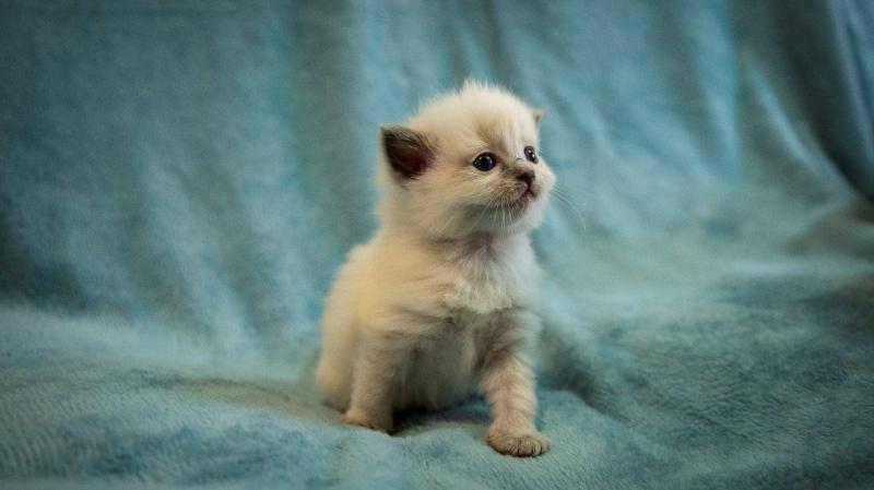 Ready go to new home Easter Time🐣🐥🐰😻Gorgrous Blue Ragdoll kittens the best Easter Image eClassifieds4u