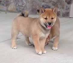 Shiba inu Puppies Image eClassifieds4u