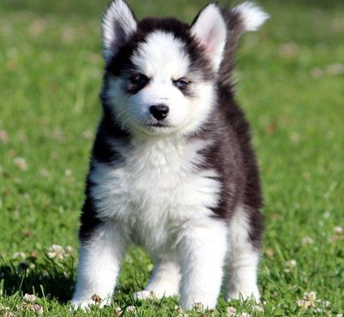 Siberian Husky Puppies with Blue Eyes Image eClassifieds4u