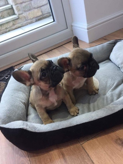 Two French bulldog Puppies Available Image eClassifieds4u