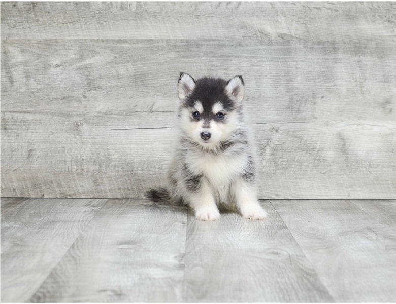 Cute Male and Female Pomsky puppies Image eClassifieds4u