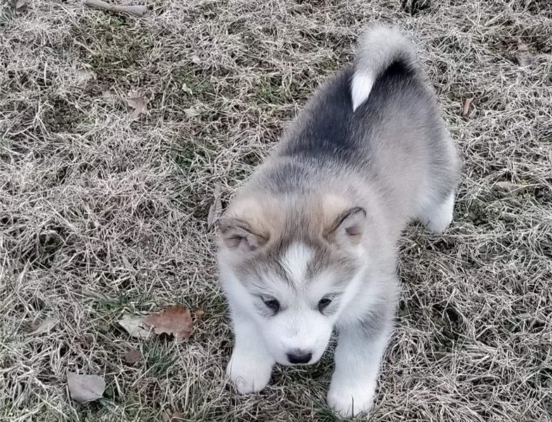 Two amazing little Alaskan Malamute puppies. Image eClassifieds4u