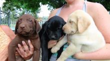 Labrador Retriever pups Available Yellow ,white, black & chocolate