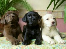 Labrador Retriever pups Available Yellow ,white, black & chocolate