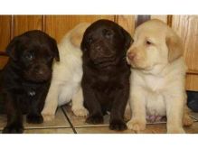 Labrador Retriever pups Available Yellow ,white, black & chocolate