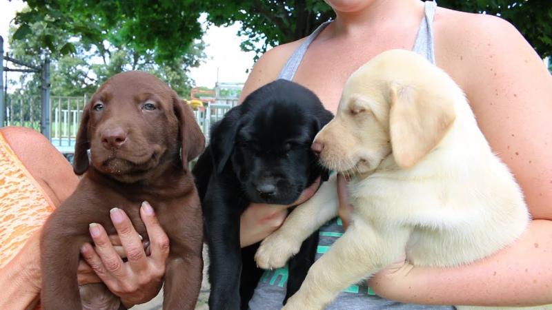 Labrador Retriever pups Available Yellow ,white, black & chocolate Image eClassifieds4u