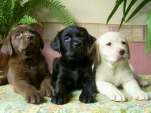 Labrador Retriever pups Available Yellow ,white, black & chocolate Image eClassifieds4U