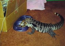 Tame Black and White Argentine Tegu Image eClassifieds4U