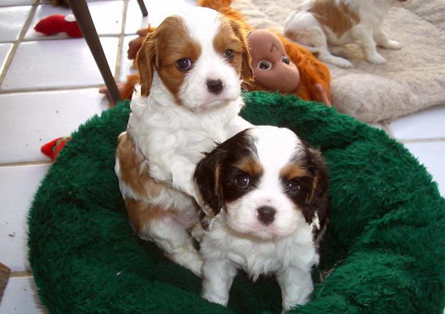 Cavalier king charles spaniel Puppies available Image eClassifieds4u