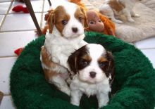 Cavalier king charles spaniel Puppies available