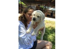 Baby Labrador Retriever puppies for adoption 204-500-9278