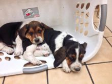 Basset Hound Puppies For Adoption