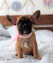 Beautiful French Bulldog Puppies