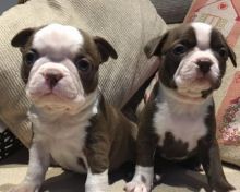 Boston terrier Puppies Available