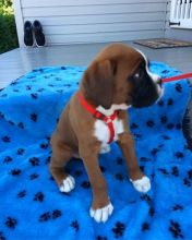 Boxer Puppies For Adoption