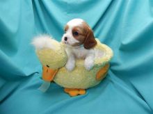 Cavalier King Charles Spaniel Puppies For Adoption