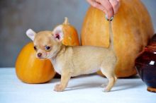 Chihuahua Puppies For Adoption