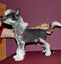 Chinese Crested Dog Puppies For Adoption
