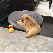 Chow Chow Puppies For Adoption