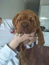 Dogue De Bordeaux Puppies For Adoption