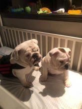 English Bulldog Puppies For Adoption