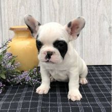 French Bulldog Puppies For Adoption