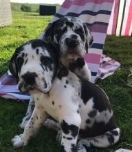 Great Dane Puppies For Adoption