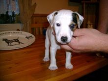 Jack Russell Terrier Puppies For Adoption