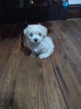 Maltese Puppies For Adoption