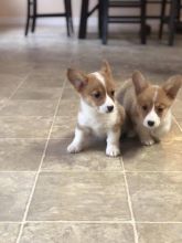 Pembroke Welsh Corgi Puppies For Adoption